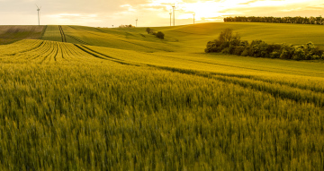 Getreidefelder und Windkraftanlagen