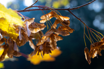 Herbstfarben, Ahornsamen auf einem Zweig. Stock Foto