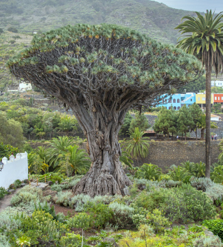 Drachenbaum, Teneriffa, Kanarische Inseln