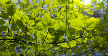 Grüne Blätter an einem Buschzweig