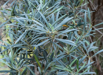 Olivenbaumblätter