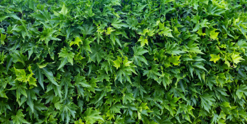 Grüne Wand aus Blättern, kostenloser Hintergrund-Download