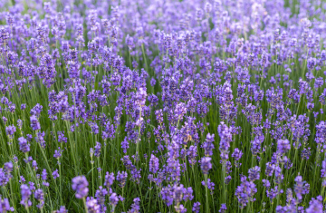 Blühender Lavendel im Garten