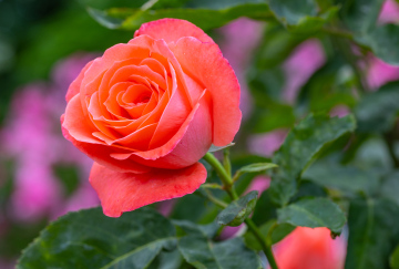 Blühende Rose im Garten
