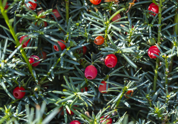 Rote Eibe (Taxus baccata) Rote Früchte