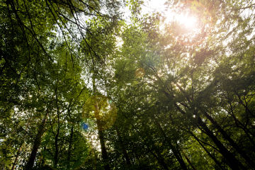 Sonne scheint durch Blätter auf Bäumen