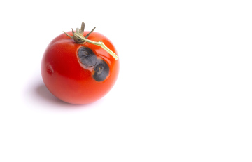 Faule Tomate