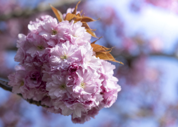 Japanische Kirsche, rosa Blume