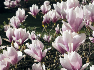 Magnolie im Frühjahr