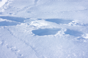 Spuren auf der bereiften Schneeoberfläche