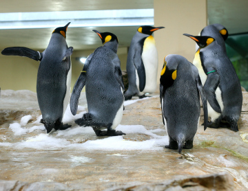 Pinguine im Zoo