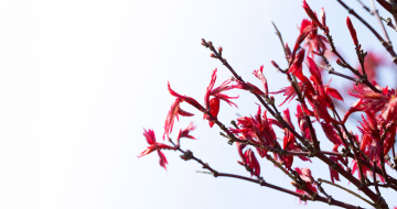 Ahornpalme, rot, junge Blätter im Frühling