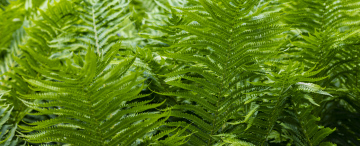 Natürliche Vegetation. Grüne Farnblätter.