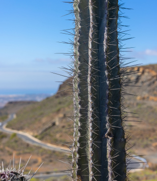 Gran Canaria, Kaktus und kurvenreiche Straße stockfoto