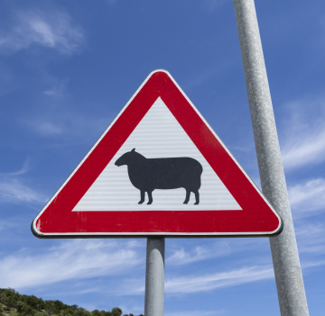 Straßenschild für Schafe