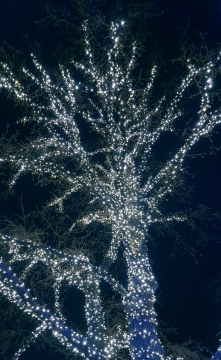 Lichter auf der Krone des Baumes