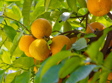 Orangen am Baum, Zitrusanbau