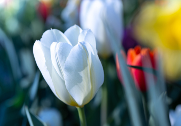 Kostenloses Bild Weiße Tulpe