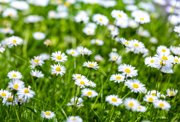 Weiße Gänseblümchen auf dem Rasen