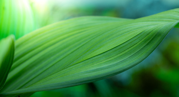 Grünes Blatt in der Sonne stockfoto