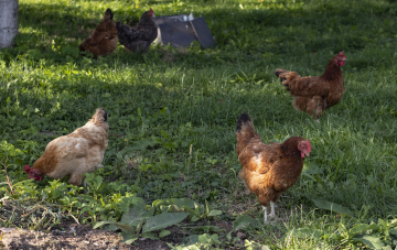 Hühner in einer ländlichen Farm
