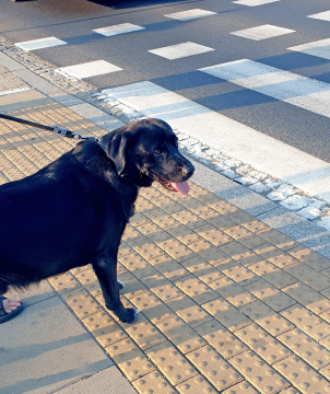 Schwarzer Hund vor dem Fußgängerüberweg