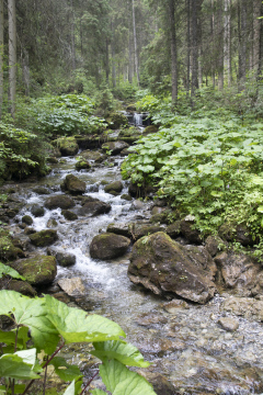 Rauschender Gebirgsbach