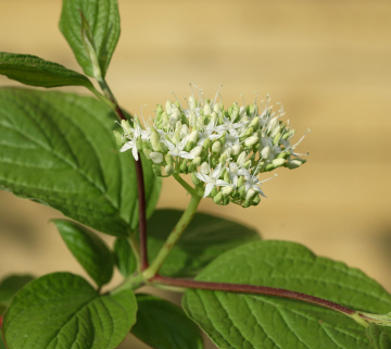 Weißer Hartriegel Sibirica