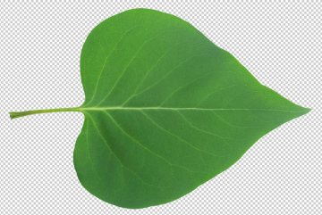 Grünes Blatt, PNG, transparenter Hintergrund, kostenlos