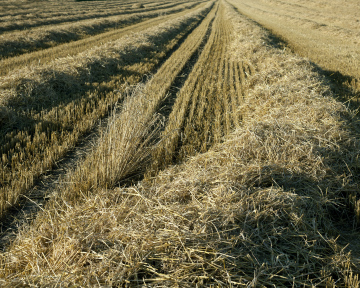 Stroh auf dem Feld