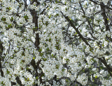 Weiße Kirschblumen