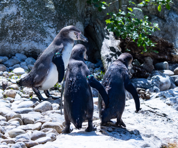 Ein Schwarm Pinguine im Zoo