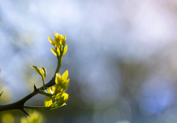 Frühling. Ein Zweig eines Laubstrauchs