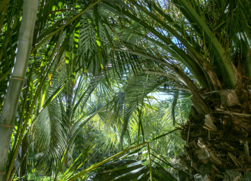 Tropische Vegetation