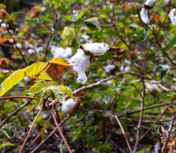 Gossypium arboreum Holzbaumwolle