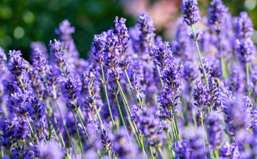 Blühender Lavendel, Stock Foto