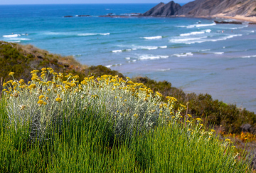 Mediterrane Vegetation