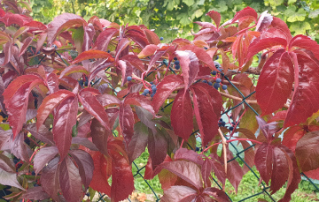 Rote Blätter des wilden Weins im Herbst