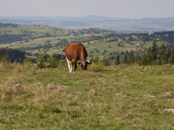 Kuh auf Bergwiese