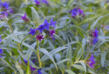 Lithospermum purpuro caeruleum blüht