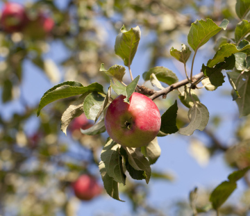 Ein Apfel im Obstgarten