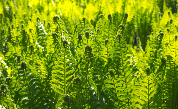 Hochauflösendes Foto von Farnblättern