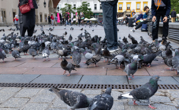 Tauben auf dem Marktplatz in Krakau