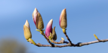 Magnolienknospen