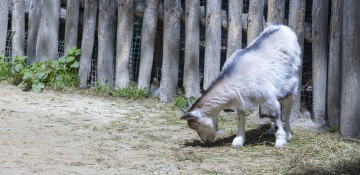 Kleine Ziege in einem ländlichen Bauernhof kostenloses Foto