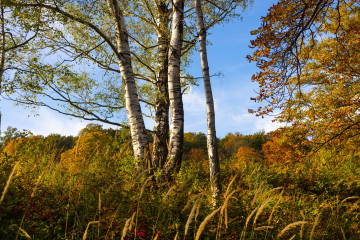 Birken in einer natürlichen Landschaft