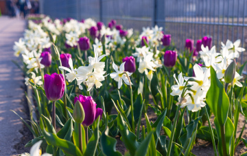 Blühende Tulpen und weiße Narzissen