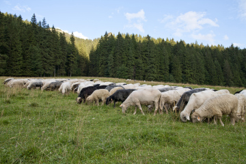 Schafe in der Tatra