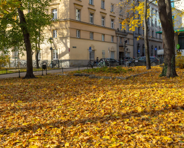 Gelbe Blätter in den Planty Gardens in Krakau.