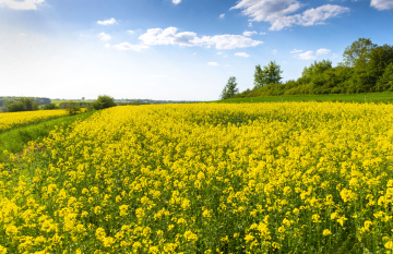 Bebautes Feld, blühender Raps.